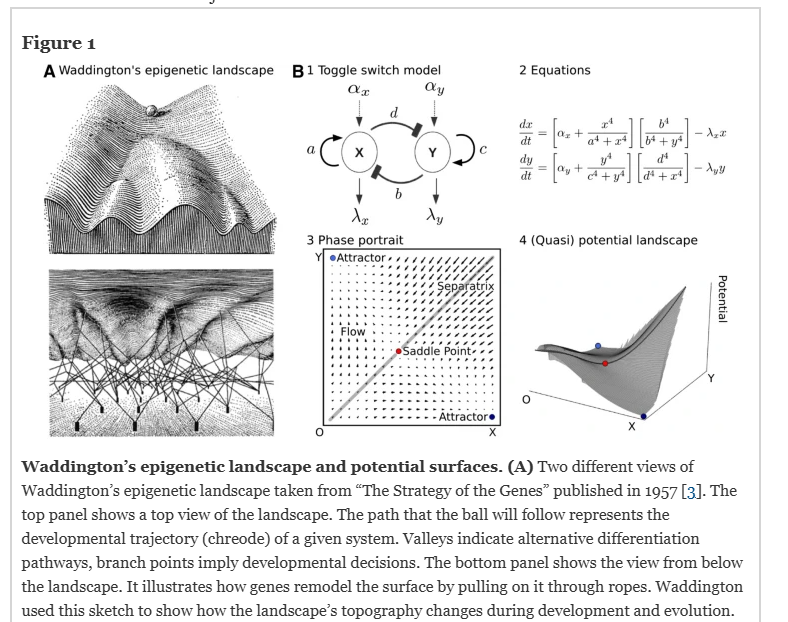 Creodes and Morphogenesis